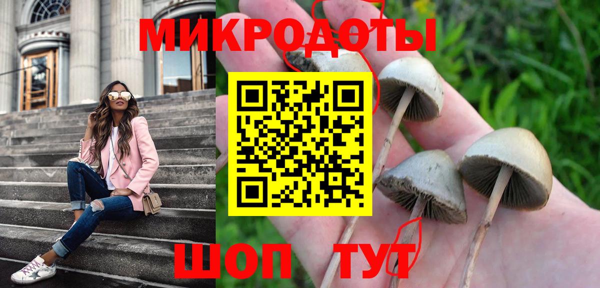 Псилоцибиновые грибы Psilocybe Удомля